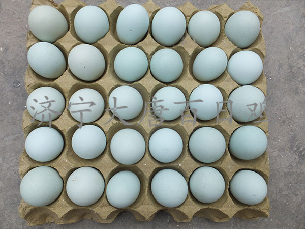 食用山东绿壳鸡蛋有哪些好处？