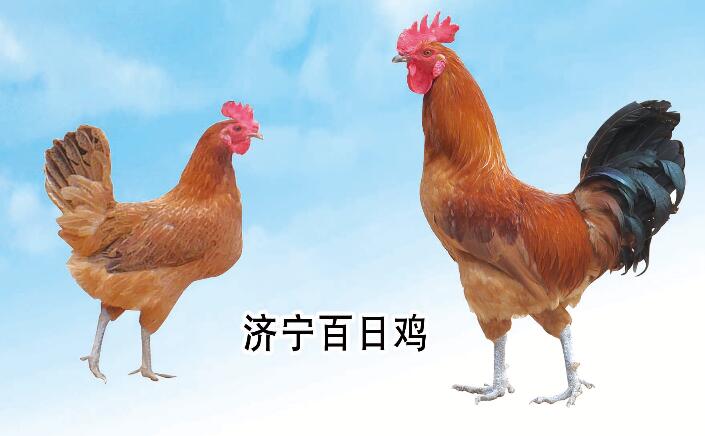 济宁百日鸡厂家