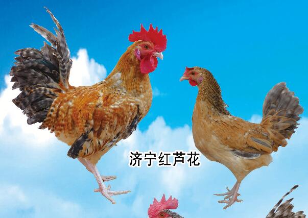 济宁百日鸡的平均蛋重